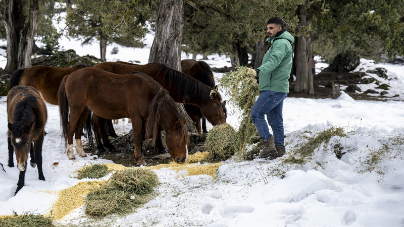 TOROSLAR’IN ETEKLERİNDEKİ CAN DOSTLAR DA BÜYÜKŞEHİR’E EMANET